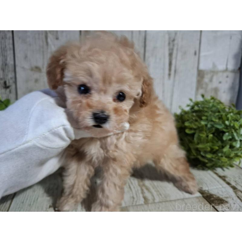 販売中の千葉県のタイニープードル-446026の4枚目