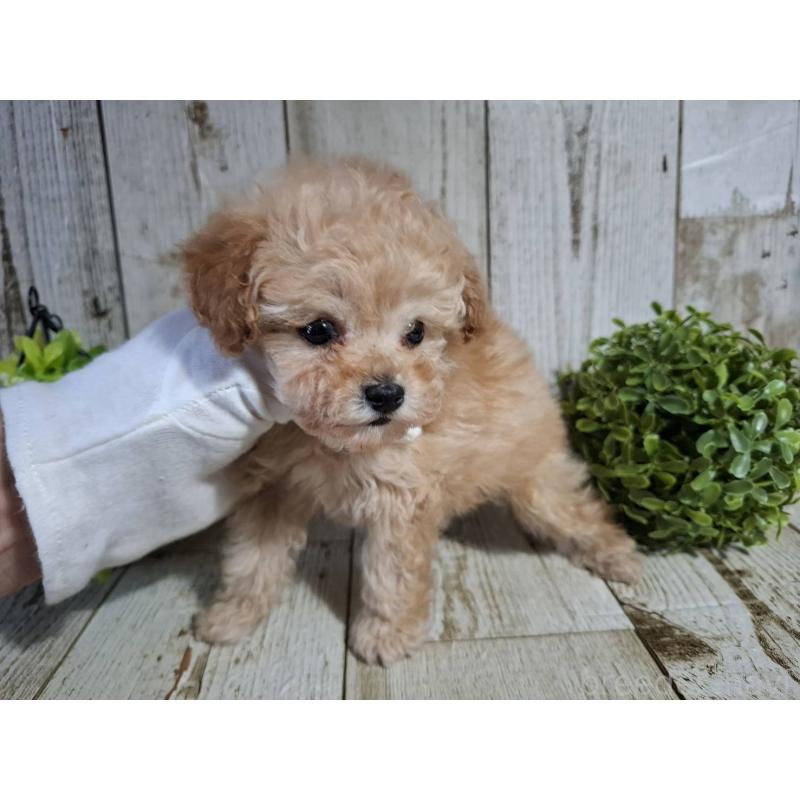 販売中の千葉県のタイニープードル-446026の3枚目