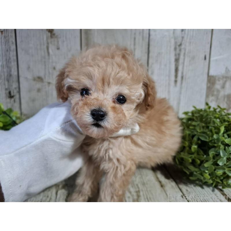 販売中の千葉県のタイニープードル-446026の2枚目