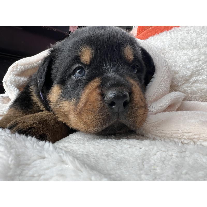 販売中の愛知県のロットワイラー-440467の3枚目