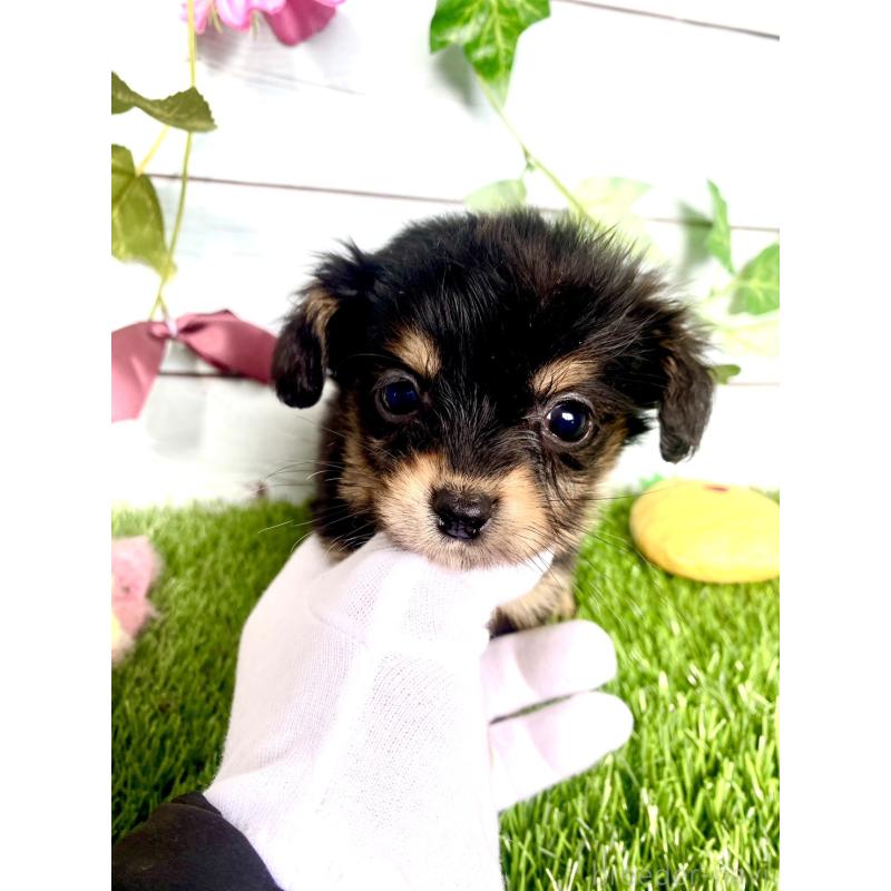 販売中の茨城県のチワックス:チワワ×ミニチュアダックスフンド-446029の7枚目