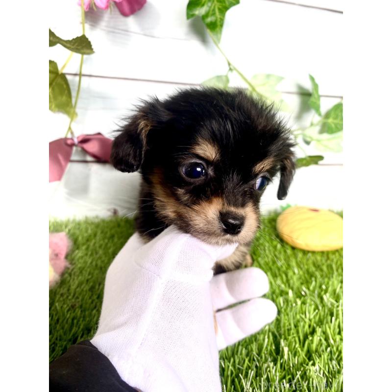販売中の茨城県のチワックス:チワワ×ミニチュアダックスフンド-446029の5枚目