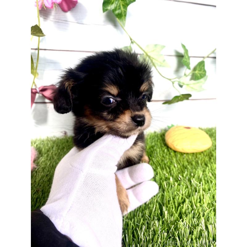 販売中の茨城県のチワックス:チワワ×ミニチュアダックスフンド-446029の4枚目