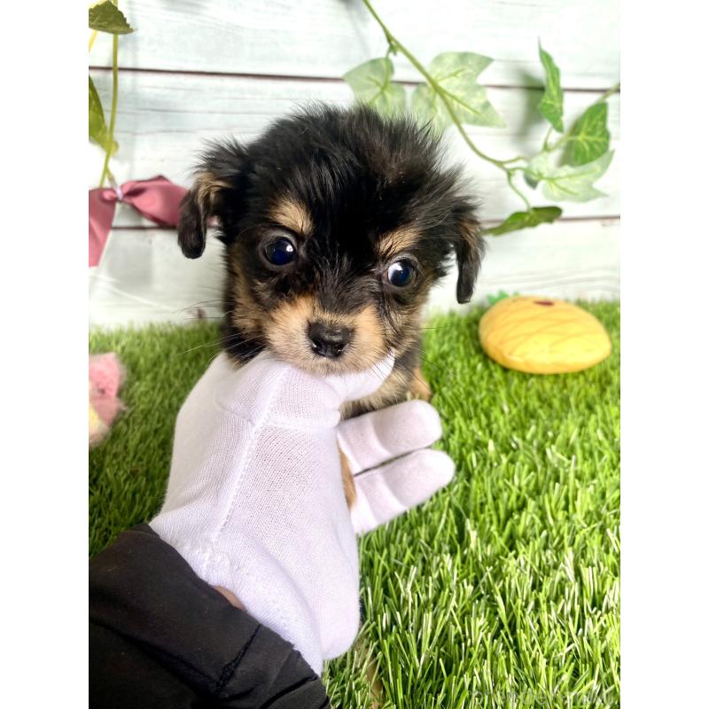 販売中の茨城県のチワックス:チワワ×ミニチュアダックスフンド-446029の3枚目