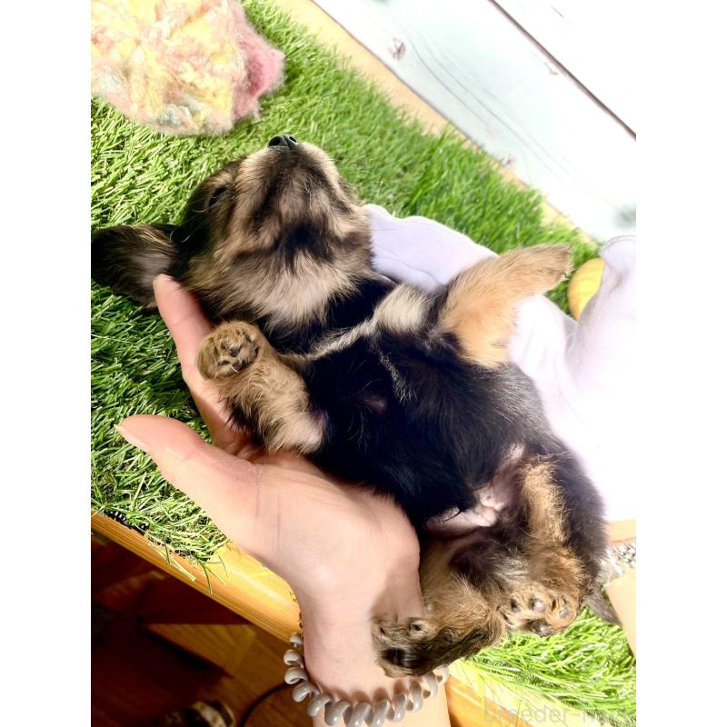 販売中の茨城県のチワックス:チワワ×ミニチュアダックスフンド-446029の2枚目