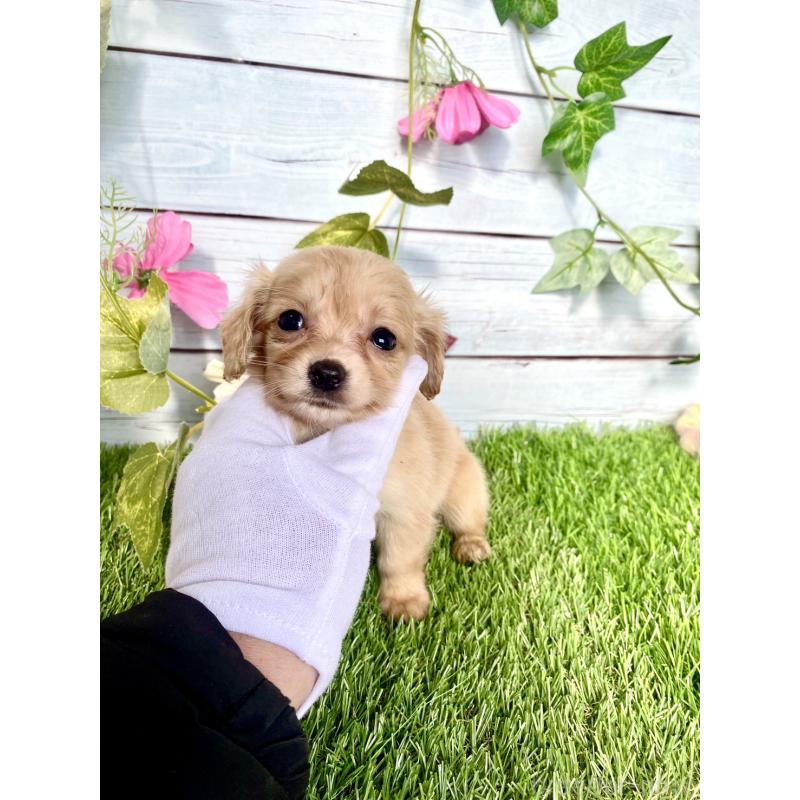 販売中の茨城県のチワックス:チワワ×ミニチュアダックスフンド-446030