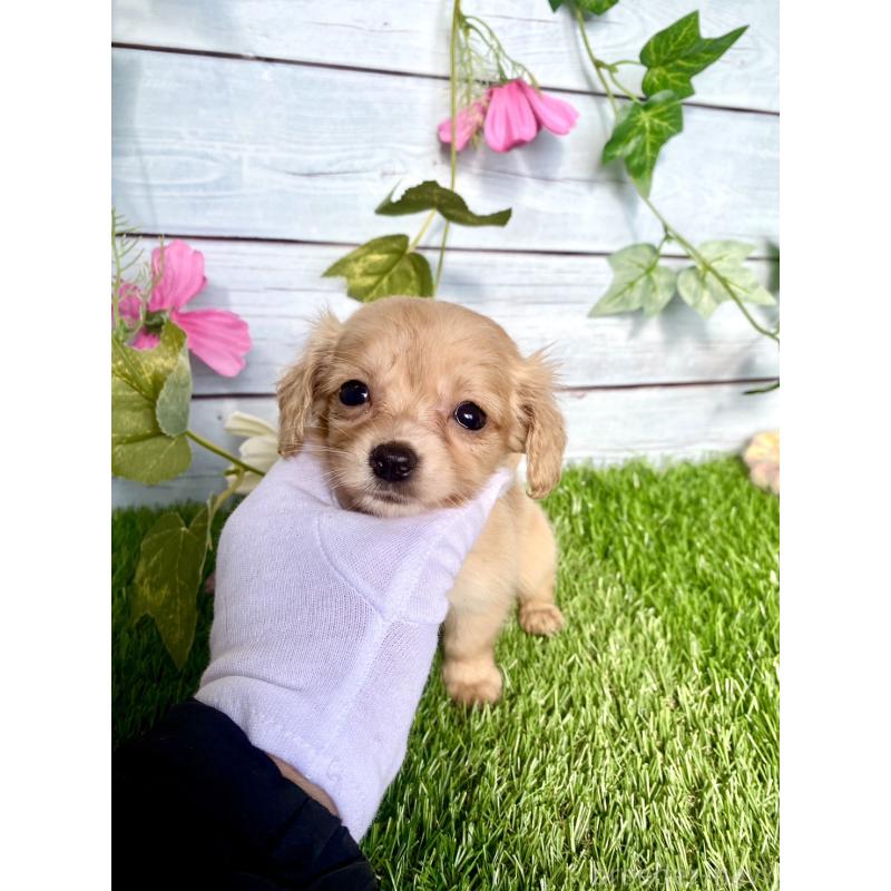 販売中の茨城県のチワックス:チワワ×ミニチュアダックスフンド-446030の4枚目