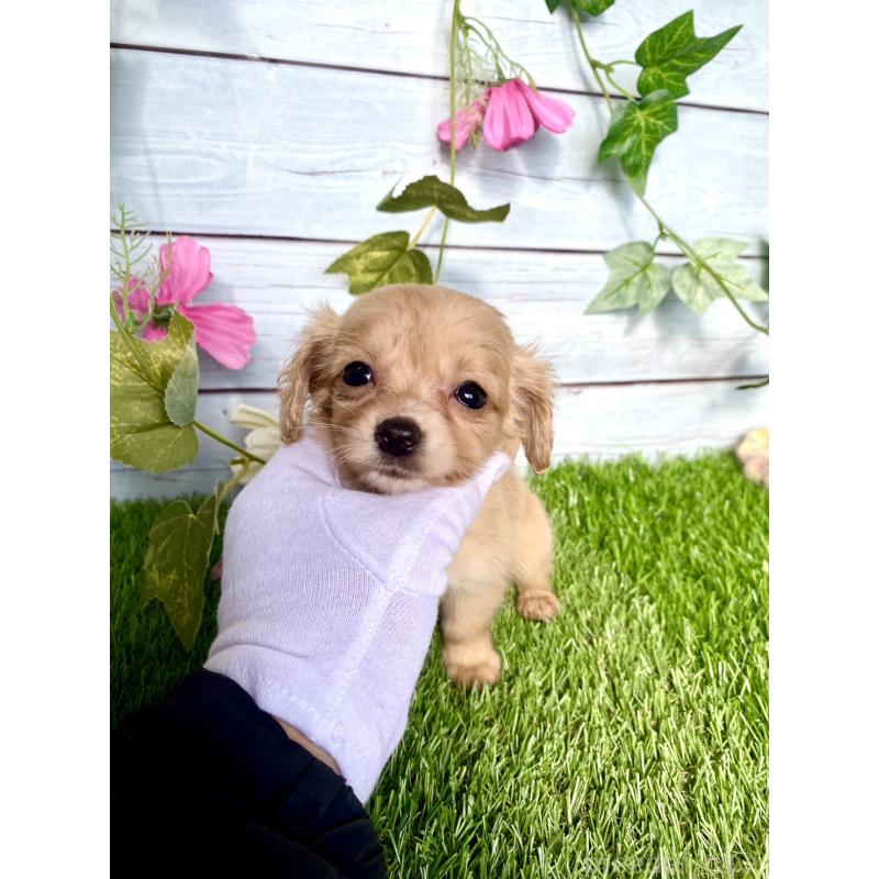 販売中の茨城県のチワックス:チワワ×ミニチュアダックスフンド-446030の3枚目