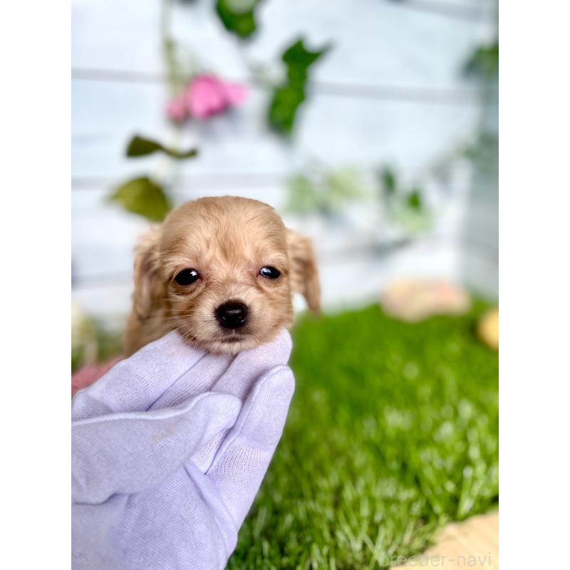 販売中の茨城県のチワックス:チワワ×ミニチュアダックスフンド-446030の2枚目