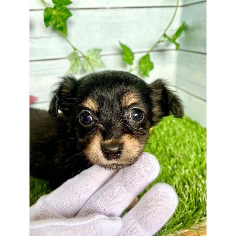 販売中の茨城県のチワックス:チワワ×ミニチュアダックスフンド-446032