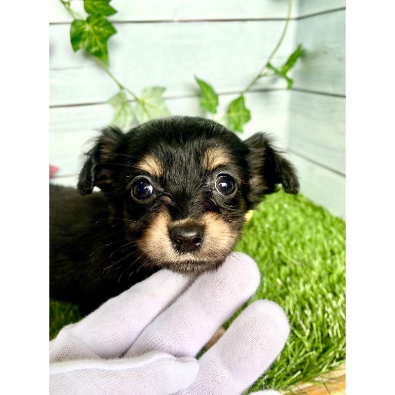 販売中の茨城県のチワックス:チワワ×ミニチュアダックスフンド-446032の5枚目