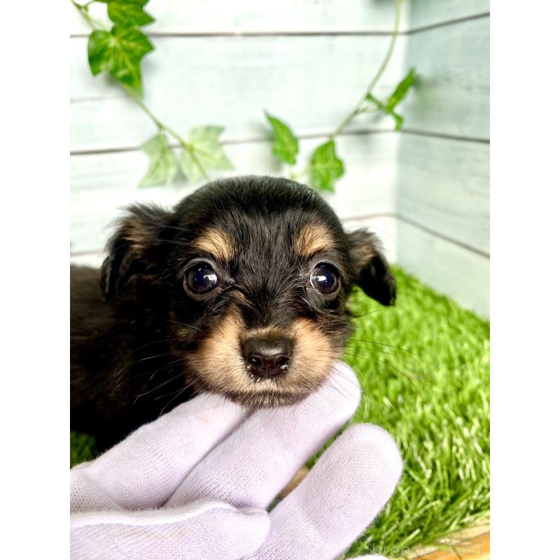 販売中の茨城県のチワックス:チワワ×ミニチュアダックスフンド-446032の4枚目