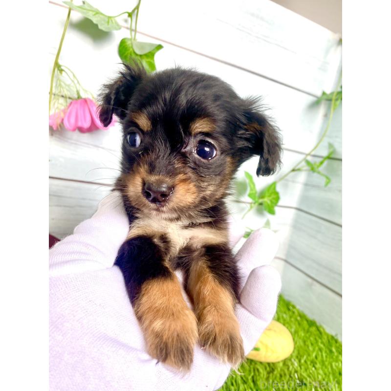 販売中の茨城県のチワックス:チワワ×ミニチュアダックスフンド-446033の6枚目