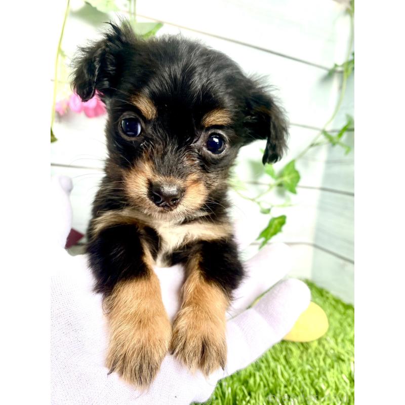 販売中の茨城県のチワックス:チワワ×ミニチュアダックスフンド-446033の5枚目