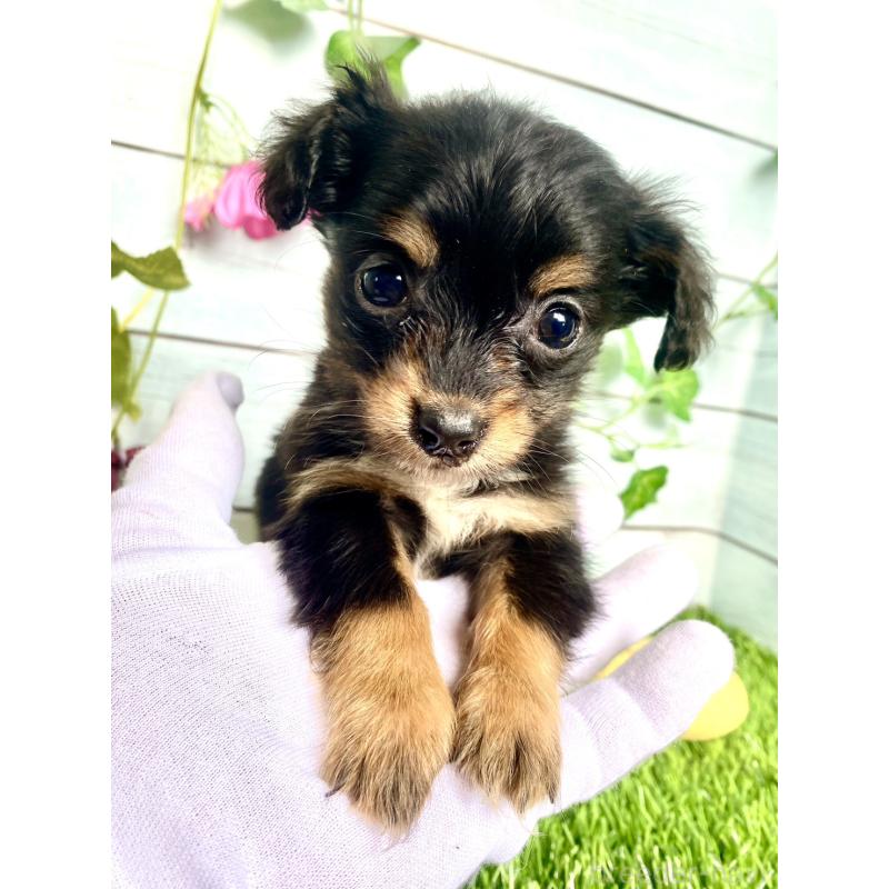 販売中の茨城県のチワックス:チワワ×ミニチュアダックスフンド-446033の1枚目