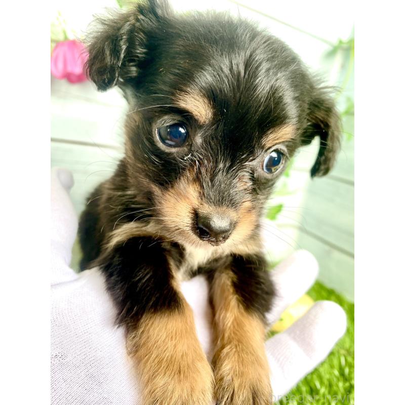 販売中の茨城県のチワックス:チワワ×ミニチュアダックスフンド-446033の4枚目