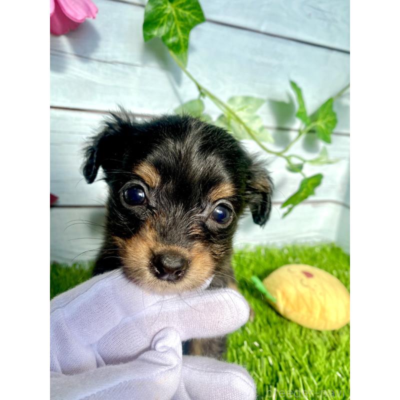 販売中の茨城県のチワックス:チワワ×ミニチュアダックスフンド-446033の3枚目