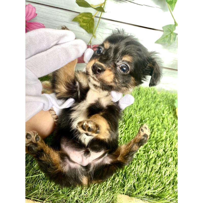 販売中の茨城県のチワックス:チワワ×ミニチュアダックスフンド-446033の2枚目