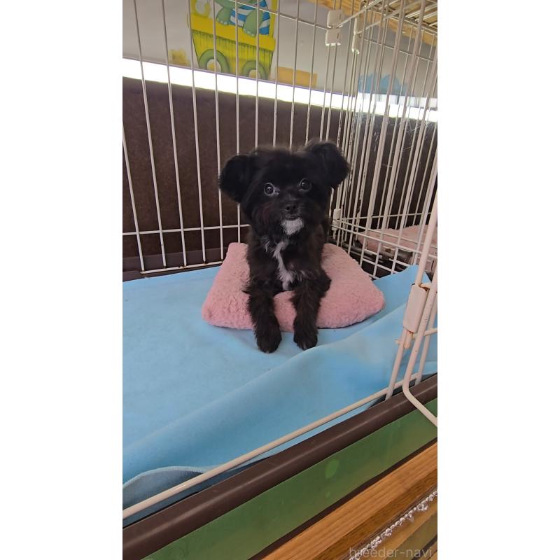 商談中の東京都のチワプー:チワワ×トイプードル-429803の3枚目