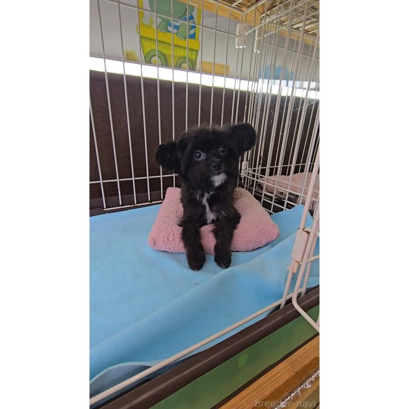 商談中の東京都のチワプー:チワワ×トイプードル-429803の2枚目