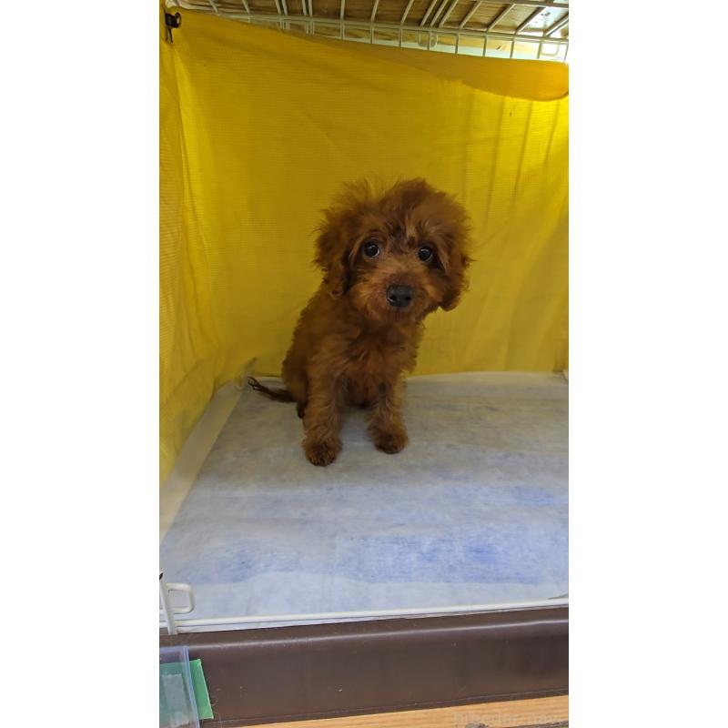 販売中の東京都のトイプードル-437136の2枚目