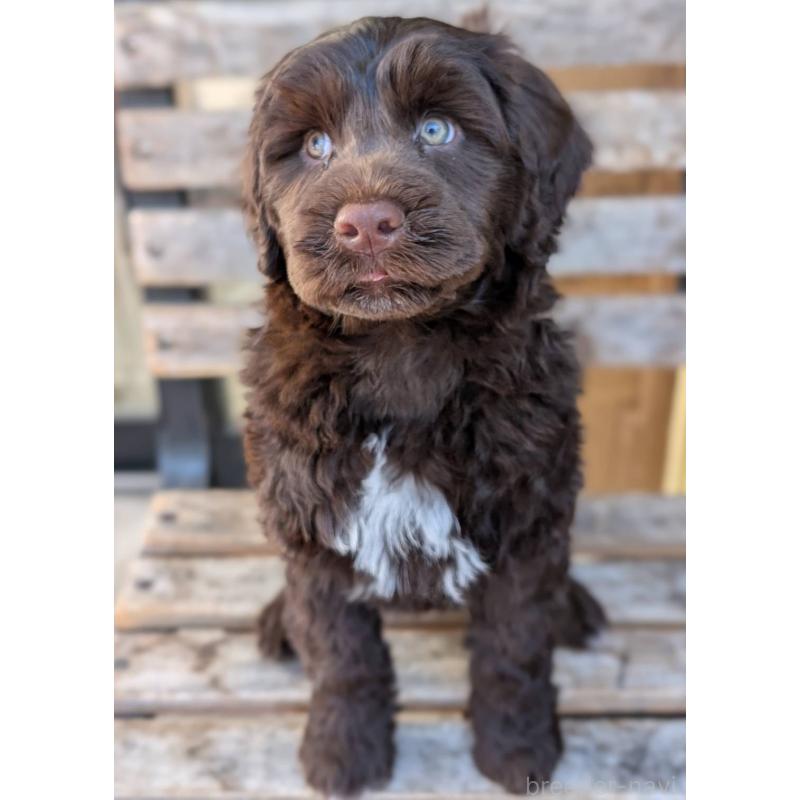 成約済の東京都のポーチュギーズウォータードッグ-437307の3枚目