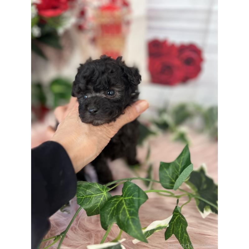 販売中の愛知県のトイプードル-446034の2枚目