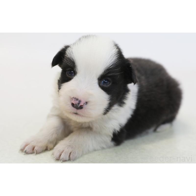 販売中の神奈川県のボーダーコリー-446035