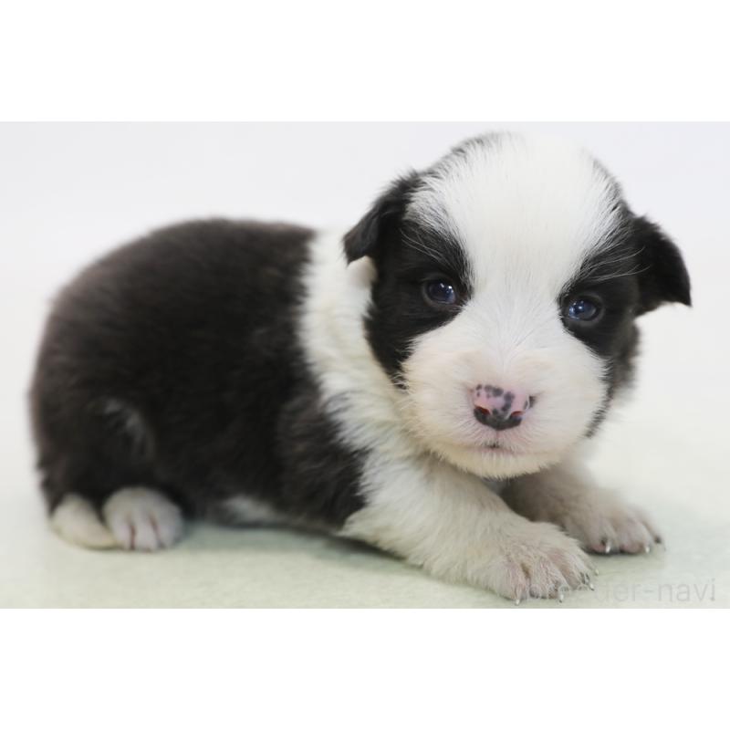 販売中の神奈川県のボーダーコリー-446035の6枚目