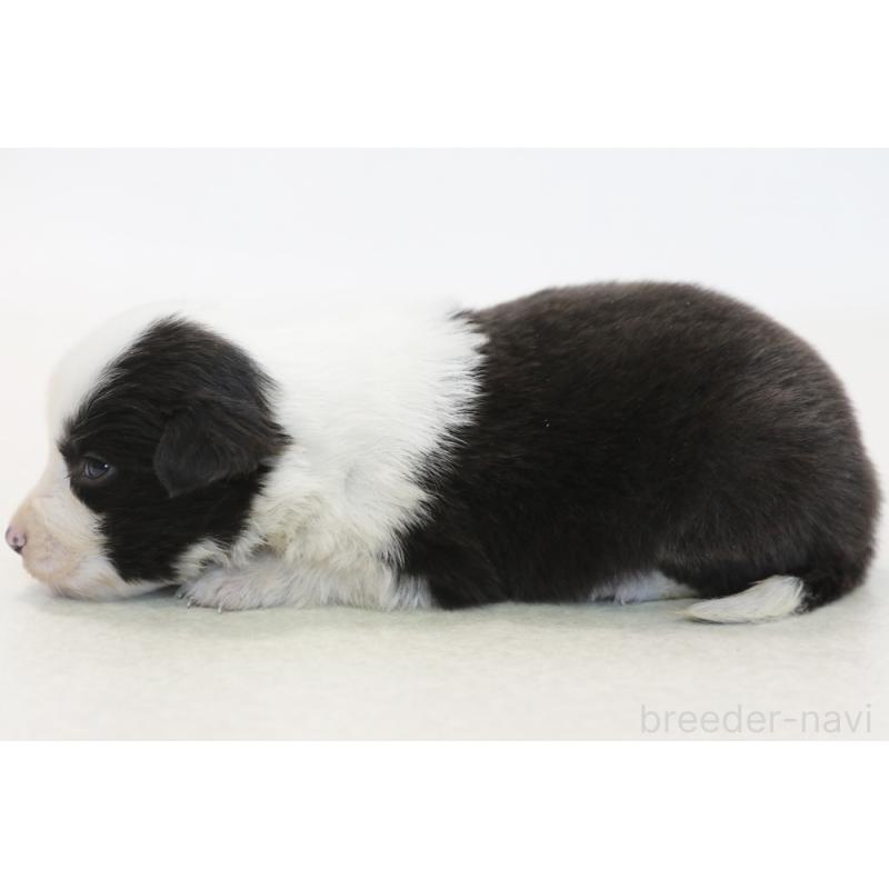 販売中の神奈川県のボーダーコリー-446035の5枚目