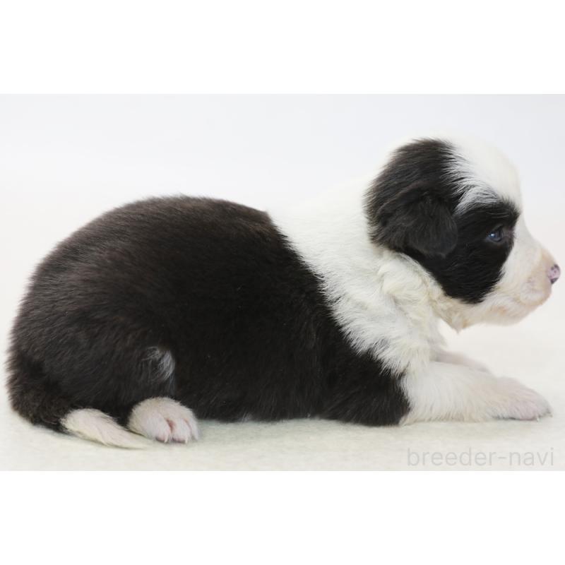 販売中の神奈川県のボーダーコリー-446035の4枚目