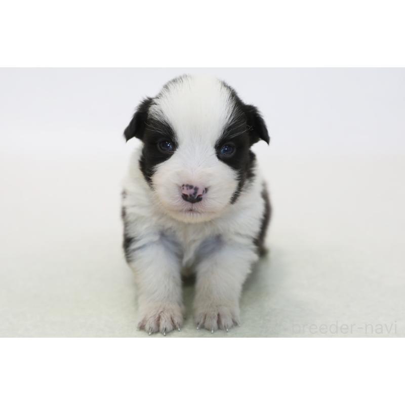 販売中の神奈川県のボーダーコリー-446035の3枚目