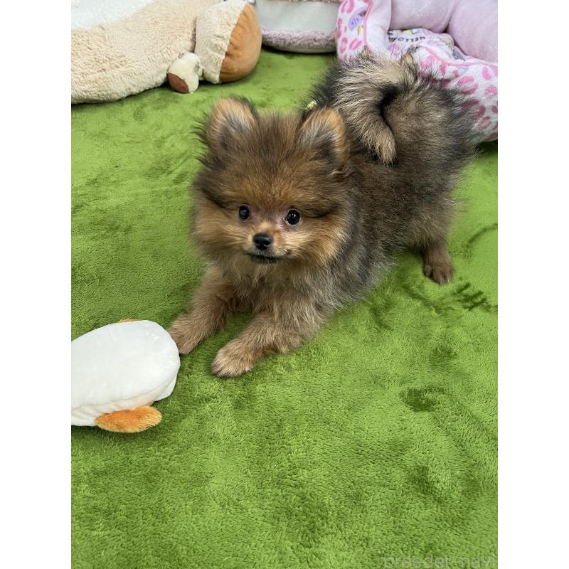 販売中の神奈川県のポメラニアン-438310の4枚目