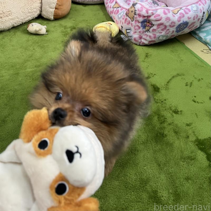 販売中の神奈川県のポメラニアン-438310の3枚目