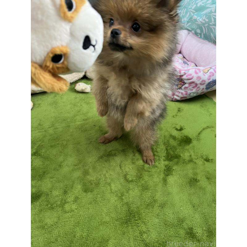 販売中の神奈川県のポメラニアン-438310の2枚目