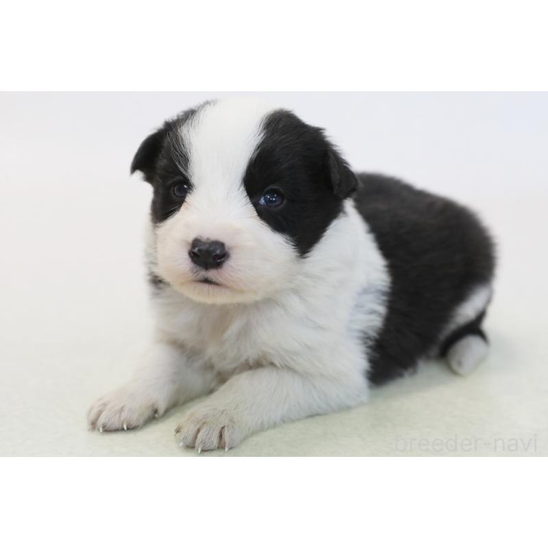 販売中の神奈川県のボーダーコリー-446036の1枚目