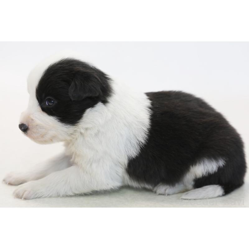 販売中の神奈川県のボーダーコリー-446036の5枚目