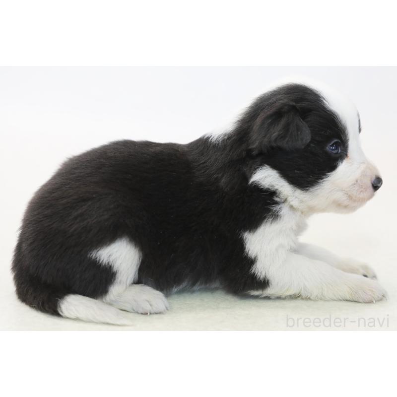 販売中の神奈川県のボーダーコリー-446036の4枚目