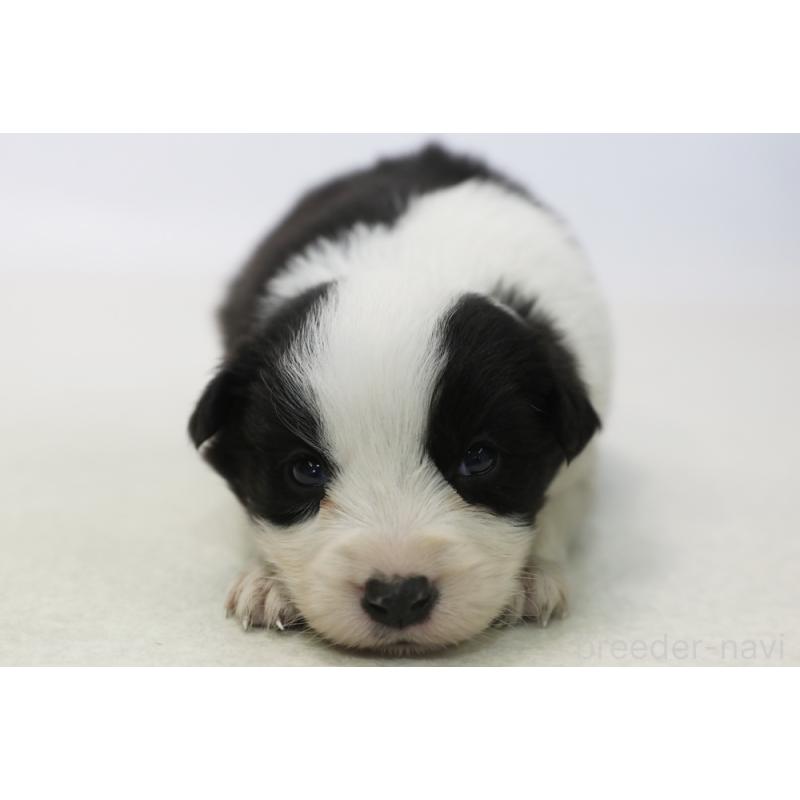 販売中の神奈川県のボーダーコリー-446036の3枚目