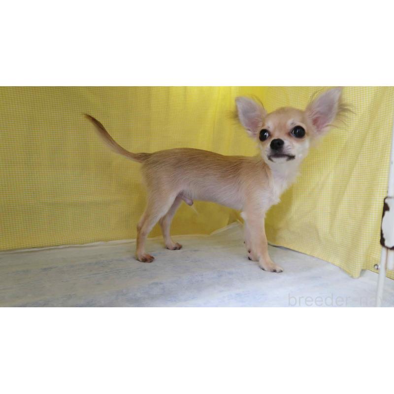 販売中の東京都のチワワ(ロングコート)-446037の2枚目