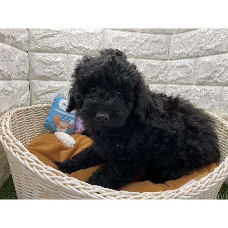 販売中の北海道のトイプードル-446042の3枚目