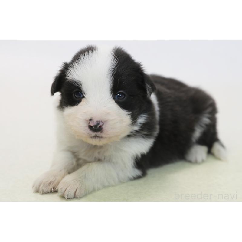 販売中の神奈川県のボーダーコリー-446040