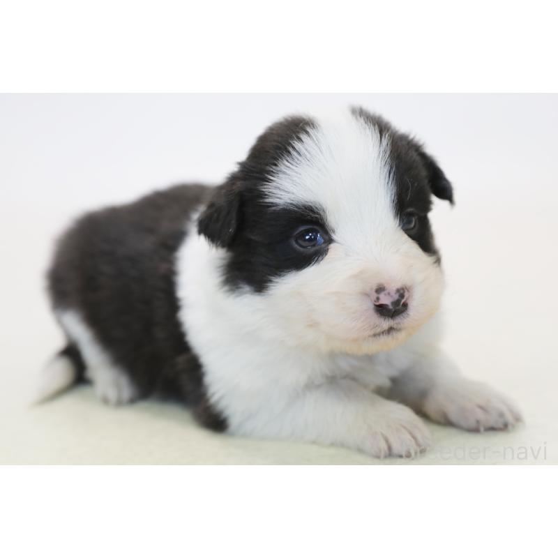 販売中の神奈川県のボーダーコリー-446040の6枚目