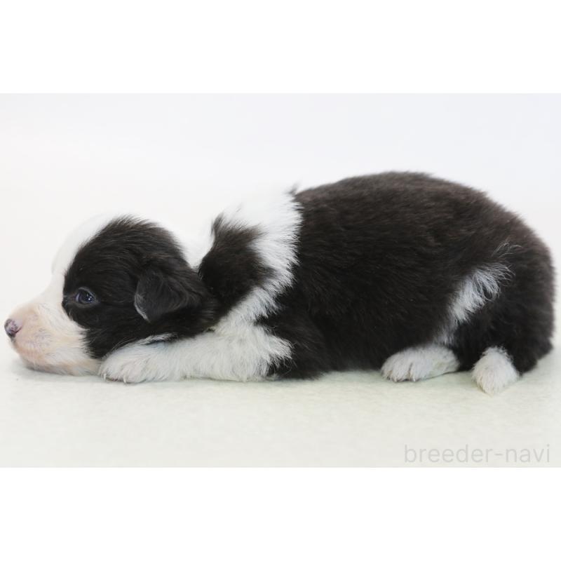 販売中の神奈川県のボーダーコリー-446040の5枚目