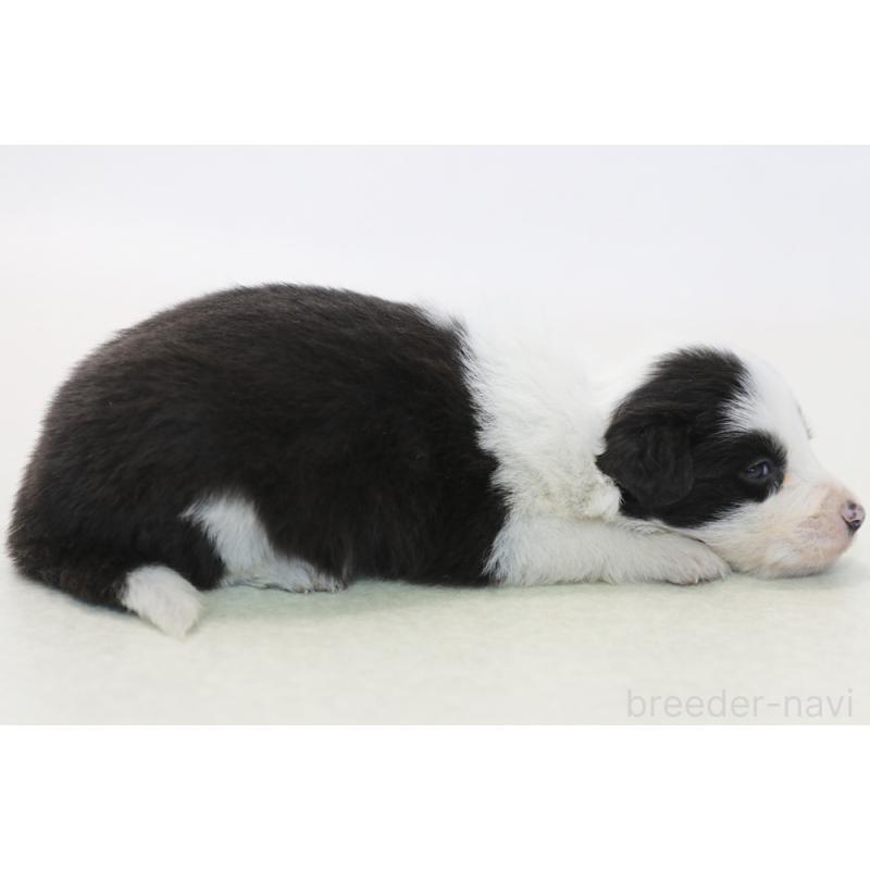 販売中の神奈川県のボーダーコリー-446040の4枚目