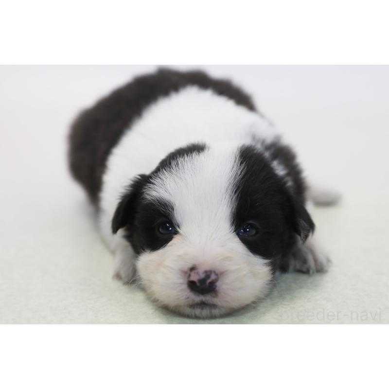 販売中の神奈川県のボーダーコリー-446040の3枚目