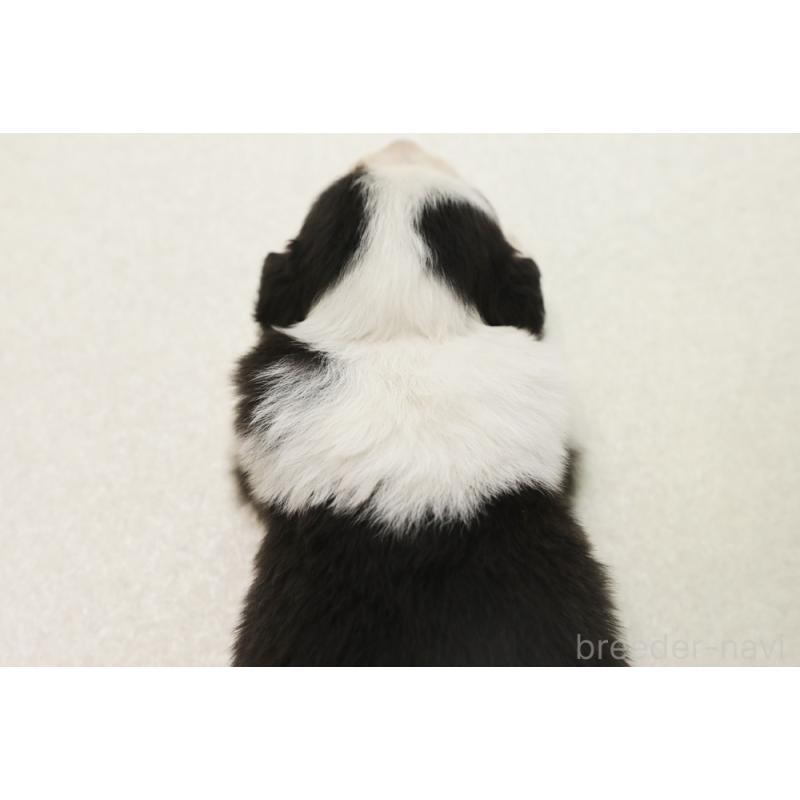 販売中の神奈川県のボーダーコリー-446040の2枚目