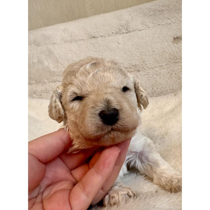 販売中の東京都のミディアムプードル-446041の3枚目