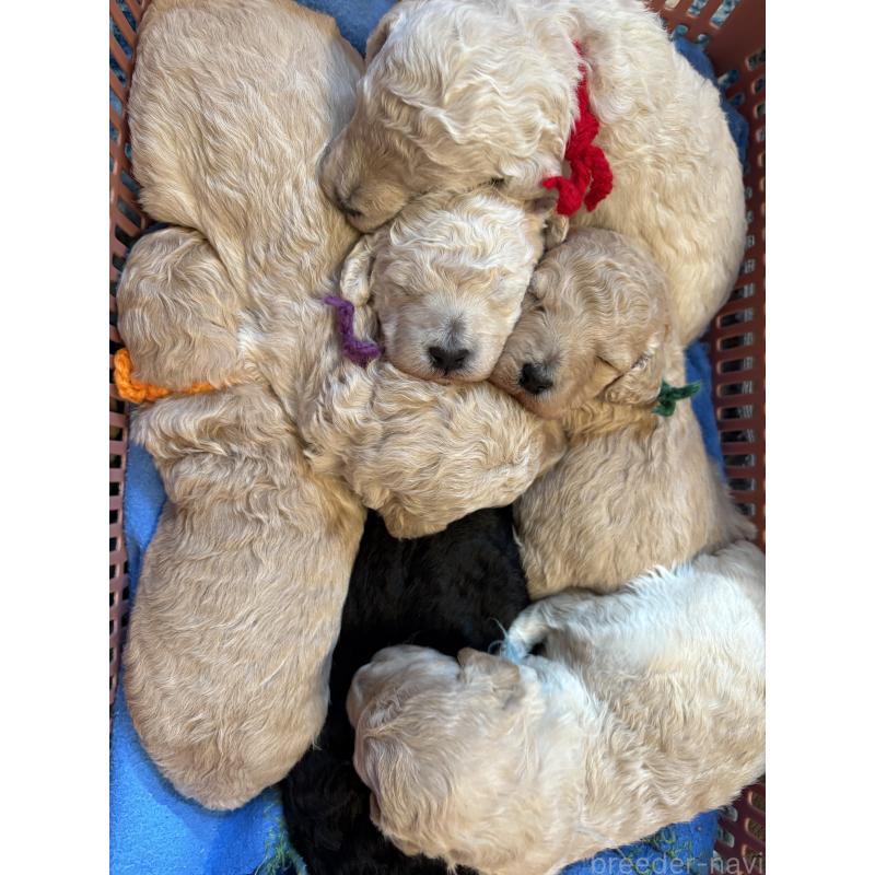 販売中の東京都のミディアムプードル-446041の2枚目