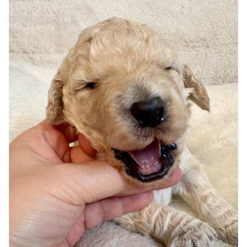 販売中の東京都のミディアムプードル-446043の3枚目